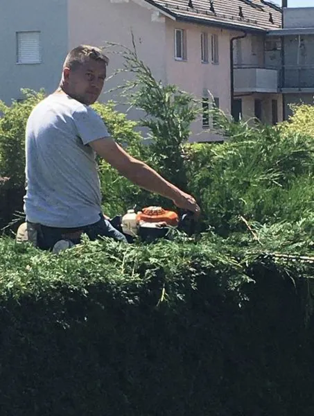 Haie taillée au taille-haie, jardin en contrebas